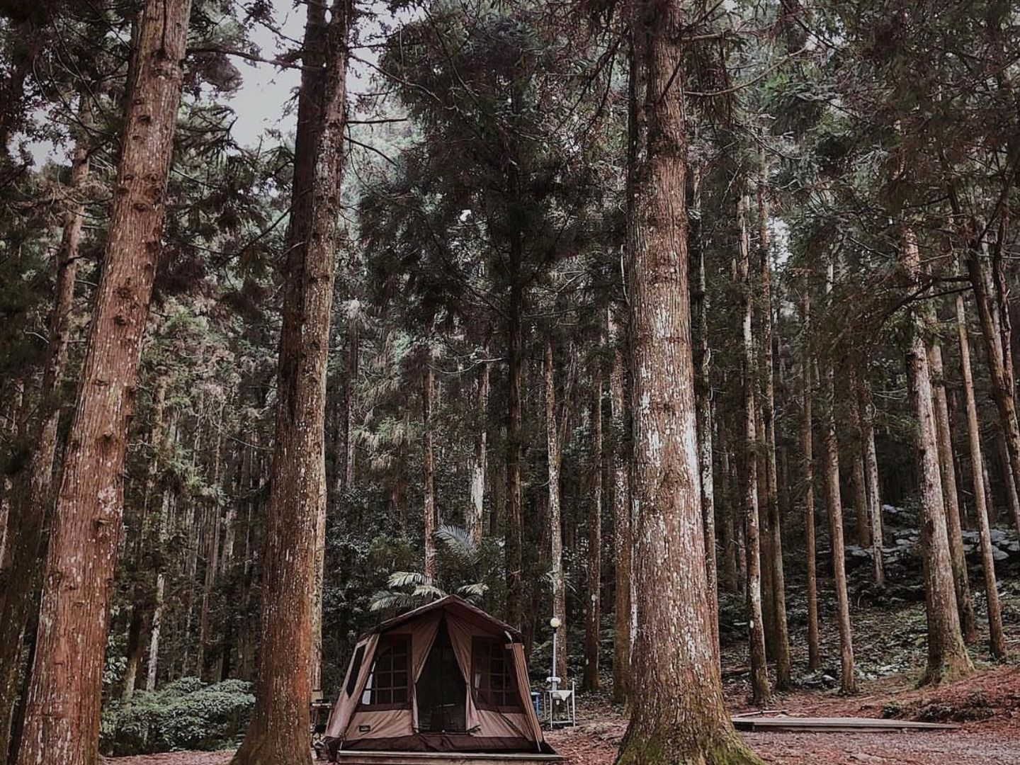 夏天露營區選擇　森林系露營區1