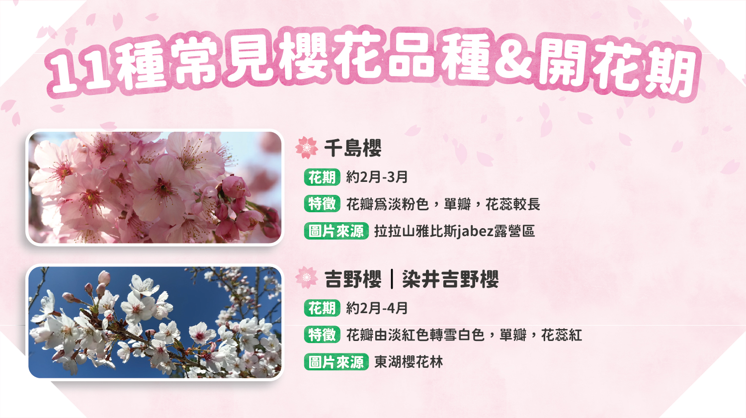櫻花露營區推薦：11種常見櫻花品種1
