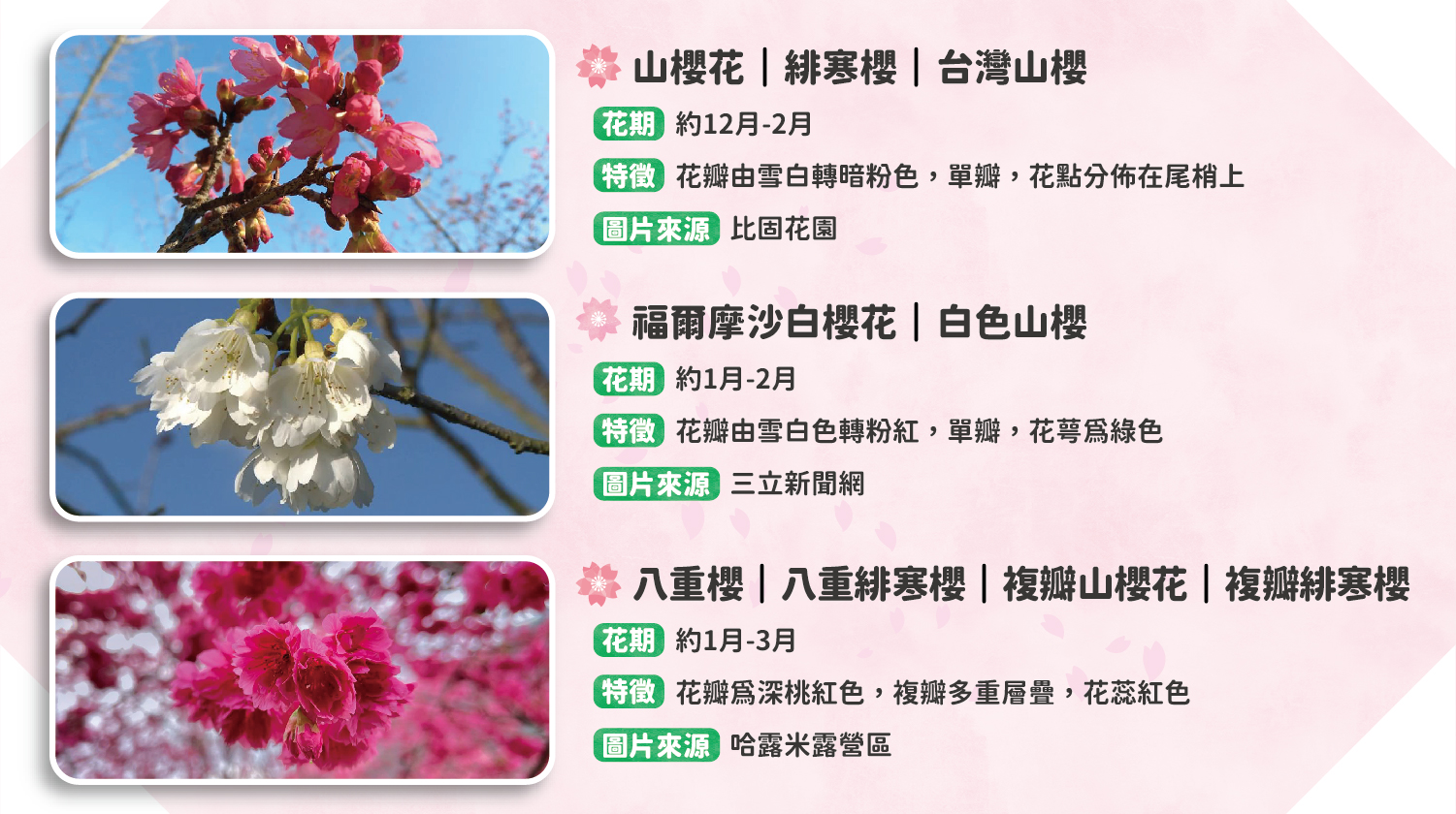 櫻花露營區推薦：11種常見櫻花品種2
