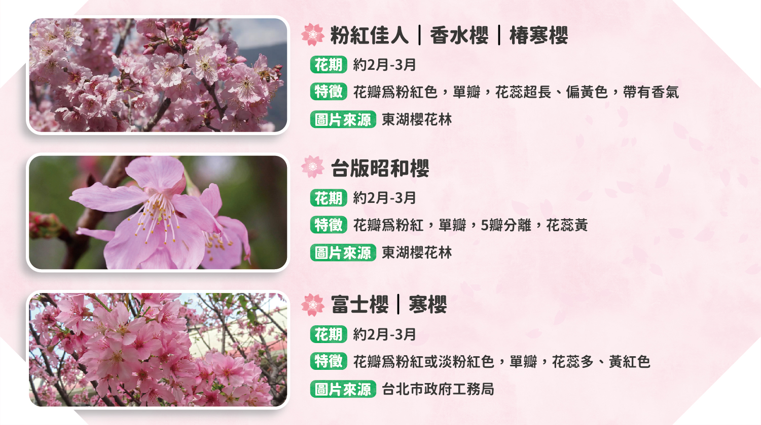 櫻花露營區推薦：11種常見櫻花品種3
